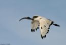 African Sacred Ibis, France 19th of February 2006 Photo: VASLIN Matthieu
