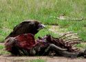 Hooded Vulture, Tanzania 11th of November 2008 Photo: Henrik Kisbye
