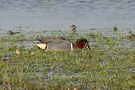 Green-winged Teal, male, Denmark 16th of April 2009 Photo: Clausjannic Labuz