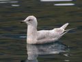 Iceland Gull, Faeroes Islands 16th of April 2009 Photo: Silas K.K. Olofson