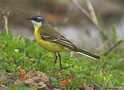 Western Yellow Wagtail, Spain 9th of April 2009 Photo: Eva Foss Henriksen