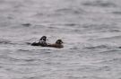 Harlequin Duck, Faeroes Islands 16th of April 2009 Photo: Silas K.K. Olofson