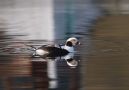 Long-tailed Duck, Faeroes Islands 12th of March 2009 Photo: Silas K.K. Olofson