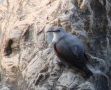 Wallcreeper, By the River Ganga, India 10th of December 2008 Photo: Paul Patrick Cullen