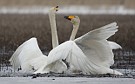 Whooper Swan, Finland 12th of April 2009 Photo: Pasi Parkkinen