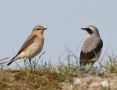 Northern Wheatear, Collage., Denmark 3rd of May 2009 Photo: Claus Halkjær