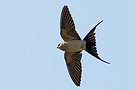 Red-rumped Swallow, Greece 25th of April 2009 Photo: Helge Sørensen