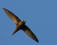 Common Swift, Sent aftenlys, Denmark 13th of May 2009 Photo: Peter Nielsen