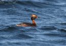 Horned Grebe, Faeroes Islands 13th of May 2009 Photo: Silas K.K. Olofson