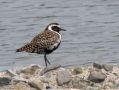 Pacific Golden Plover, Korea (South) 22nd of April 2009 Photo: Jens Thalund