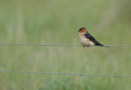 Red-rumped Swallow, Denmark 18th of May 2009 Photo: Per Poulsen