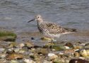 Great Knot, Korea (South) 22nd of April 2009 Photo: Jens Thalund