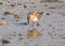 Red-necked Stint, Korea (South) 22nd of April 2009 Photo: Jens Thalund