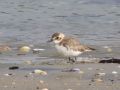 Greater Sand Plover, Korea (South) 22nd of April 2009 Photo: Jens Thalund