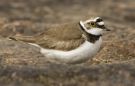 Little Ringed Plover, Sweden 14th of May 2009 Photo: Thomas Bernhardsson