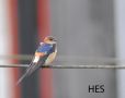 Red-rumped Swallow, First for the Faroes, Faeroes Islands 17th of May 2009 Photo: Hans Eli Sivertsen