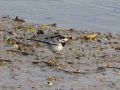 White Wagtail, Korea (South) 22nd of April 2009 Photo: Jens Thalund