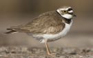 Little Ringed Plover, Sweden 20th of May 2009 Photo: Thomas Bernhardsson
