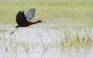 Glossy Ibis, Greece 19th of May 2009 Photo: Daniel Pettersson