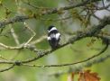 Collared Flycatcher, Sweden 22nd of May 2009 Photo: Torben Sebro