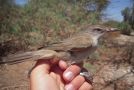 Great Reed Warbler, Israel 9th of April 2009 Photo: Simon Sigaard Christiansen