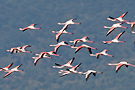 Greater Flamingo, Greece 24th of April 2009 Photo: Helge Sørensen