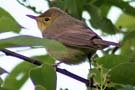 Melodious Warbler, Sweden 30th of May 2009 Photo: Tommy Holmgren