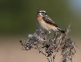 Whinchat, Denmark 23rd of May 2009 Photo: Claus Halkjær