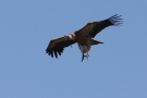 Griffon Vulture, Indflyvning, Spain 13th of May 2009 Photo: Steen E. Jensen
