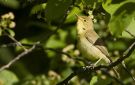 Melodious Warbler, Sweden 28th of May 2009 Photo: Thomas Bernhardsson