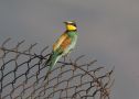 European Bee-eater, Greece 27th of May 2009 Photo: Klaus Dichmann