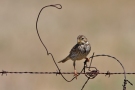 Corn Bunting, Installation, Spain 16th of May 2009 Photo: Steen E. Jensen