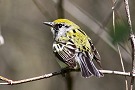 Chestnut-sided Warbler, Canada 17th of May 2009 Photo: Jens Søgaard Hansen