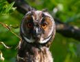Long-eared Owl, unge, Hungary 3rd of June 2009 Photo: Anne Navntoft