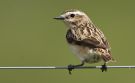 Whinchat, Sweden 4th of June 2009 Photo: Thomas Bernhardsson