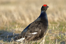 Black Grouse, Young male (First time at the lek), Norway 1st of May 2009 Photo: Morten Winness