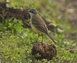 Western Yellow Wagtail, female, Spain 12th of April 2009 Photo: Eva Foss Henriksen