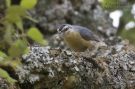 Algerian Nuthatch, Algerian photographic expedition by 2 belgian birders, Algeria 5th of June 2009 Photo: Vincent Legrand