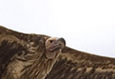 Lappet-faced Vulture, Egypt 23rd of May 2009 Photo: Rune Sø Neergaard