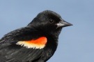 Red-winged Blackbird, Canada 20th of May 2009 Photo: Jens Søgaard Hansen