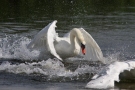 Mute Swan, Der flyttes vand!, Denmark 16th of June 2009 Photo: Steen E. Jensen