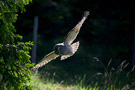 Great Grey Owl, Jagende langs skovkanten, Sweden 1st of June 2009 Photo: Johnny Salomonsson