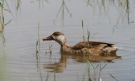 Red-crested Pochard, Female, Spain 23rd of May 2009 Photo: Hans Henrik Larsen