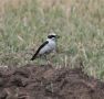 Northern Wheatear, Hungary 3rd of June 2009 Photo: Anne Navntoft