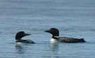 Great Northern Loon, Islommer, Greenland 10th of July 2009 Photo: Carsten Siems