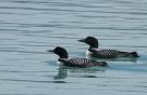 Great Northern Loon, Greenland 10th of July 2009 Photo: Carsten Siems