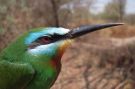 Blue-cheeked Bee-eater, 2cy male, Israel 11th of May 2009 Photo: Simon Sigaard Christiansen