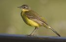 Western Yellow Wagtail, Sweden 1st of July 2009 Photo: Thomas Bernhardsson