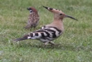 Eurasian Hoopoe, Sweden 22nd of July 2009 Photo: Alf Petersson