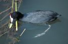 Red-knobbed Coot, Spain 16th of July 2009 Photo: Hans Pinstrup